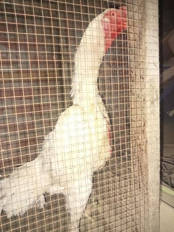 I am selling my male hen. phone no 03219177905 3