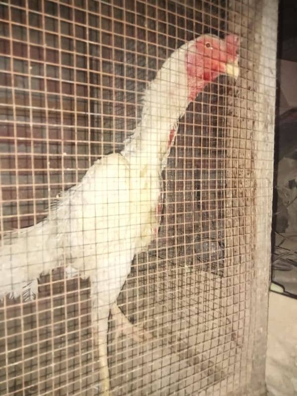 I am selling my male hen. phone no 03219177905 4