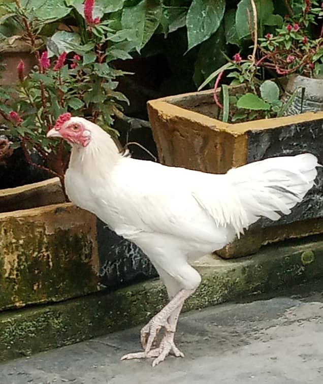 Aseel Hen (White heera patha) 0