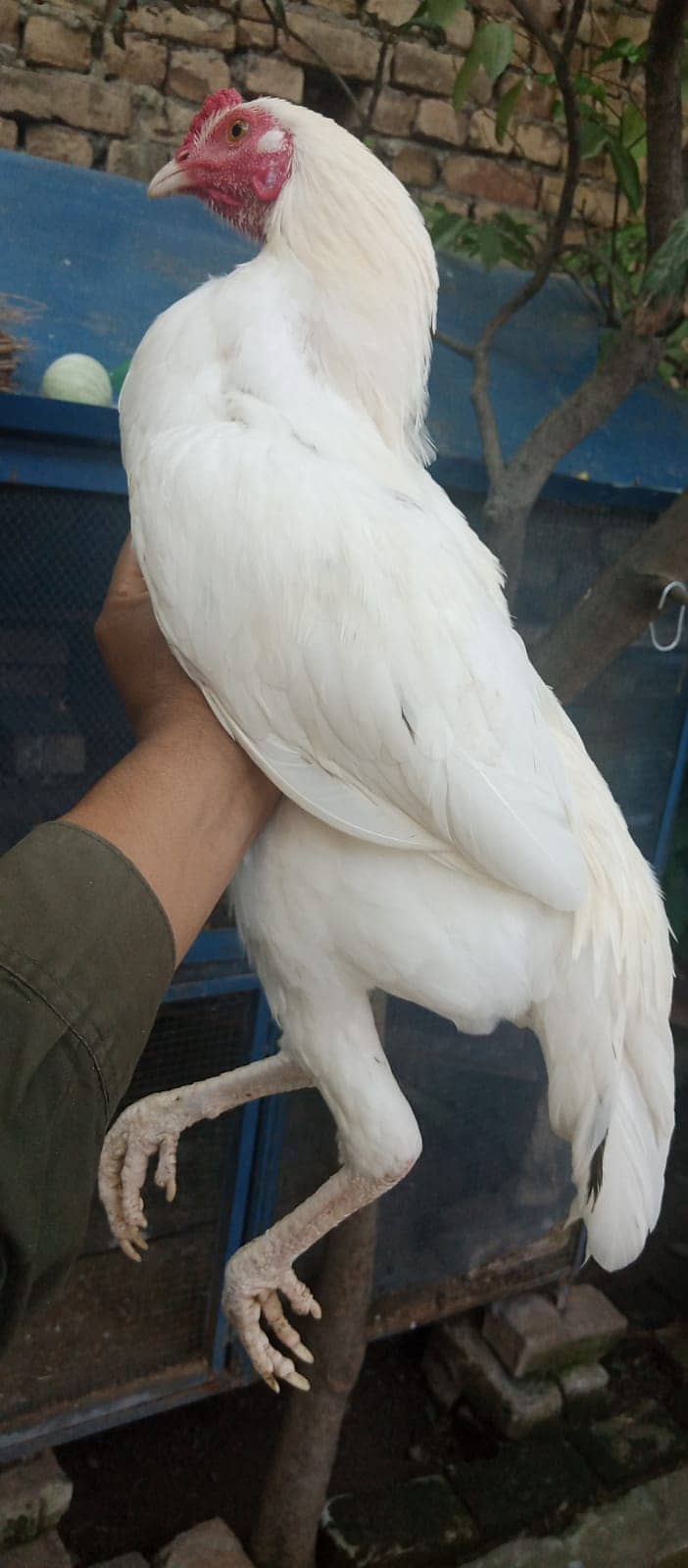 Aseel Hen (White heera patha) 3