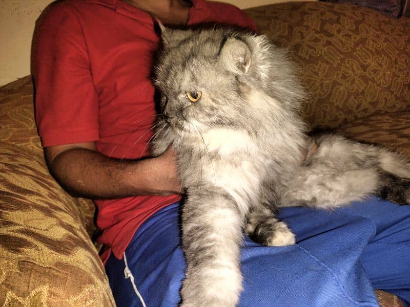 Persian cat 2