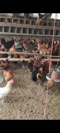 Golden misri hen | Egg laying hens | murgia | Desi murgi | Desi hen