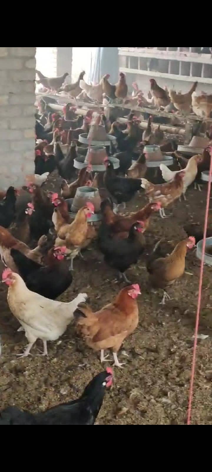 Golden misri hen | Egg laying hens | murgia | Desi murgi | Desi hen 1