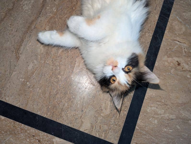 Persian Cat For Sale 0