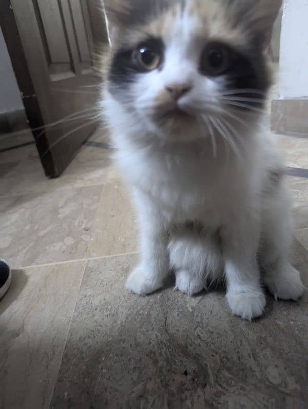 Persian Cat For Sale 1