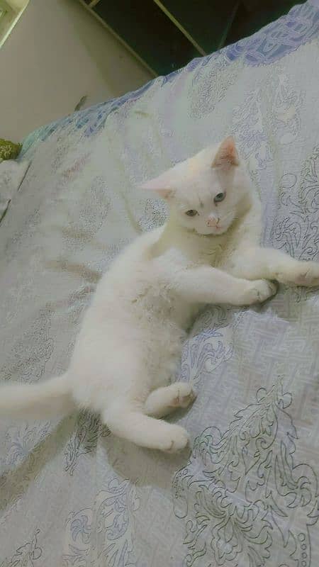 Double coded persian cat  for urgent sale 0