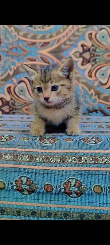 Persian kitten 0