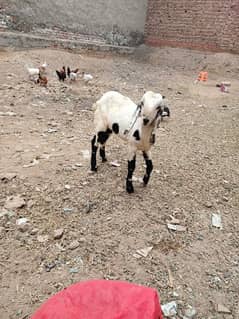 Bakra for sell