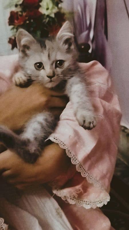 Persian cat 2 month home breed 0