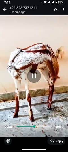 daisi goat desi bakri