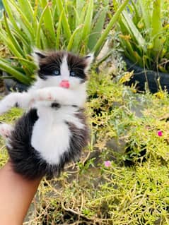 PERSIAN CAT KITTENS FOR SALE