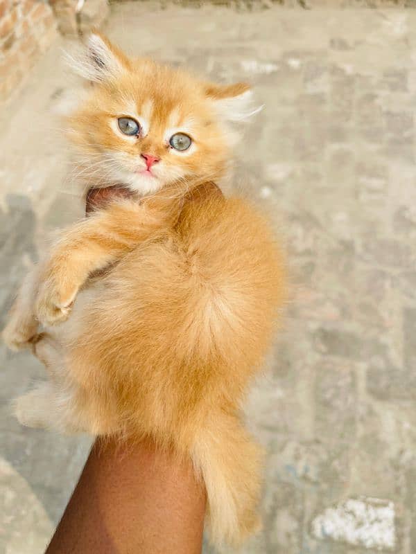 PERSIAN CAT KITTENS FOR SALE 3