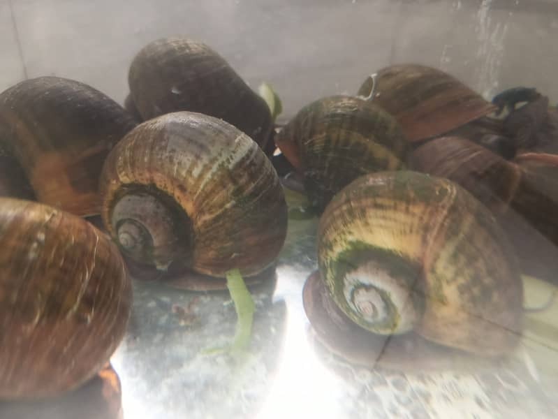 Apple Mystery Snail(Pomacea Bridgesii), Pleco & Albino Walking Catfish 0