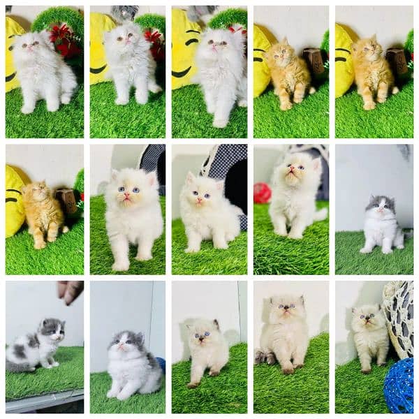 Persian cat | Persian kitten |Triple coated kitten| 0