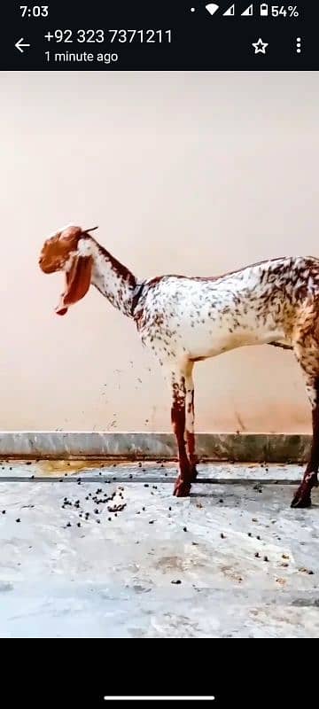 daisi goat desi bakri 1