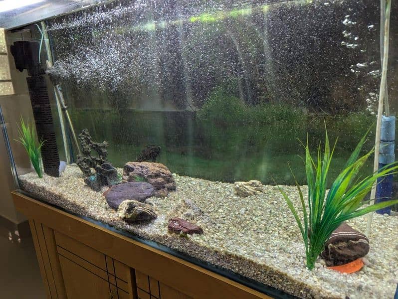 Fish Tank , Aquarium 3