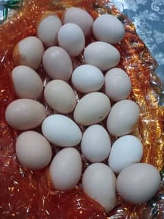 Desi eggs