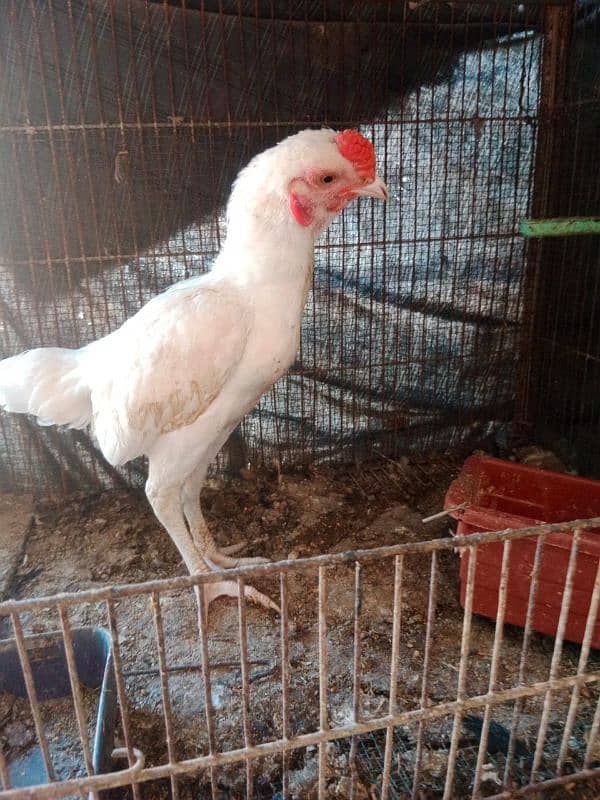 ko shamo Pyar. . Ayam Cemani egg 0