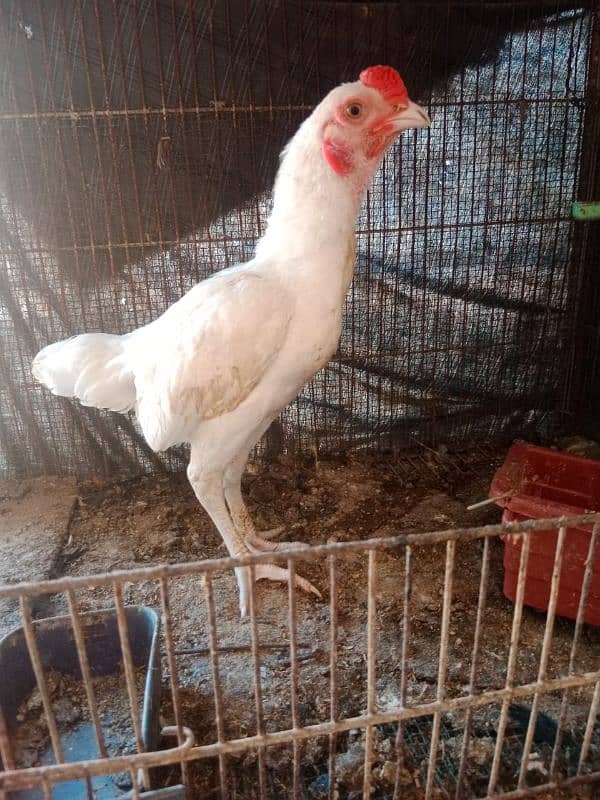 ko shamo Pyar. . Ayam Cemani egg 9