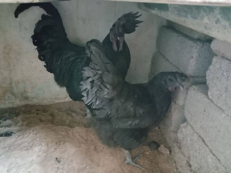 ko shamo Pyar. . Ayam Cemani egg 13