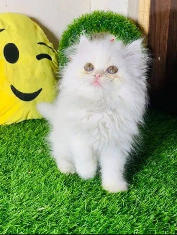 Persian cat | Persian kitten |Triple coated kitten| 3