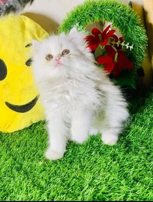 Persian cat | Persian kitten |Triple coated kitten| 4