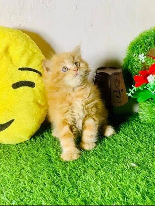 Persian cat | Persian kitten |Triple coated kitten| 6