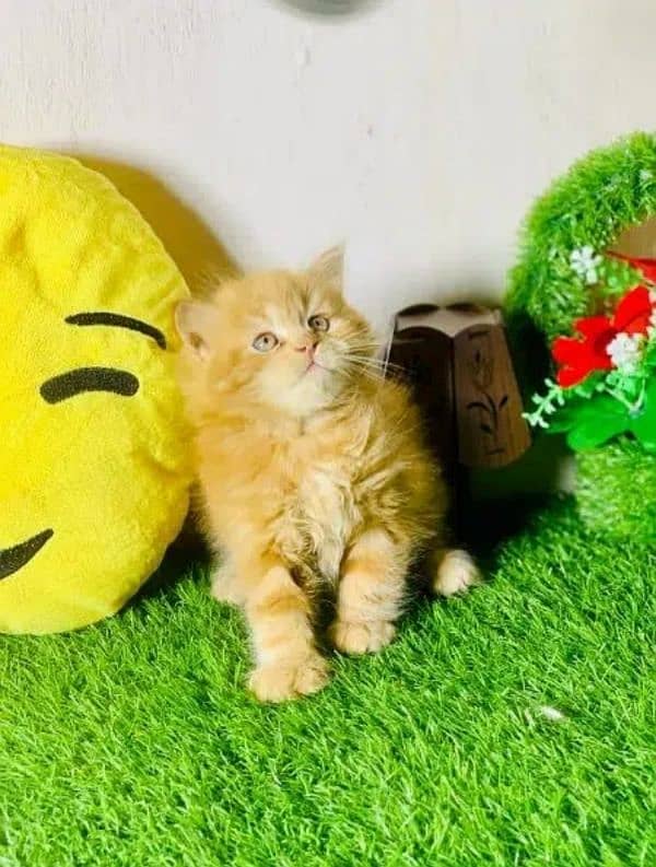 Persian cat | Persian kitten |Triple coated kitten| 7