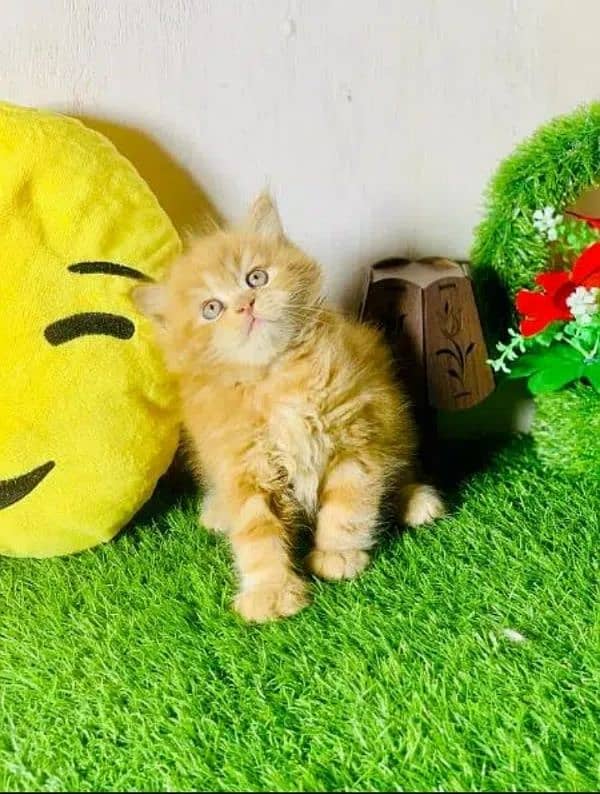 Persian cat | Persian kitten |Triple coated kitten| 8