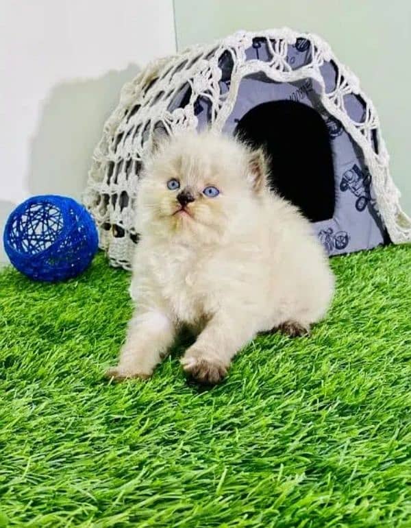 Persian cat | Persian kitten |Triple coated kitten| 10