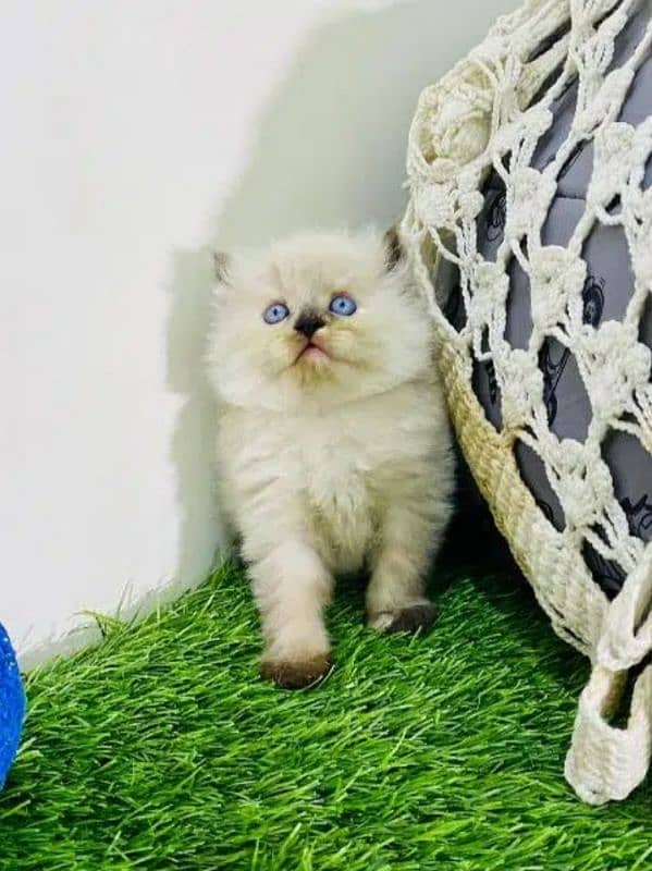 Persian cat | Persian kitten |Triple coated kitten| 11