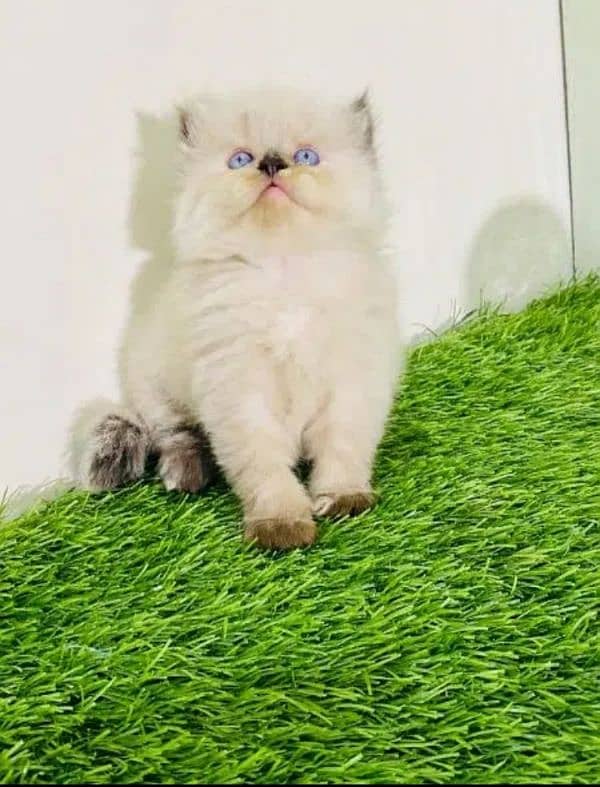 Persian cat | Persian kitten |Triple coated kitten| 12