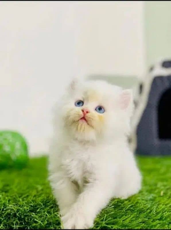 Persian cat | Persian kitten |Triple coated kitten| 14