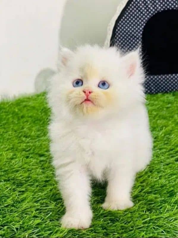 Persian cat | Persian kitten |Triple coated kitten| 15