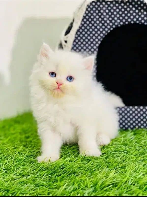 Persian cat | Persian kitten |Triple coated kitten| 16