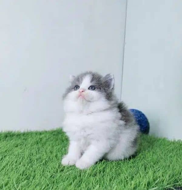 Persian cat | Persian kitten |Triple coated kitten| 18