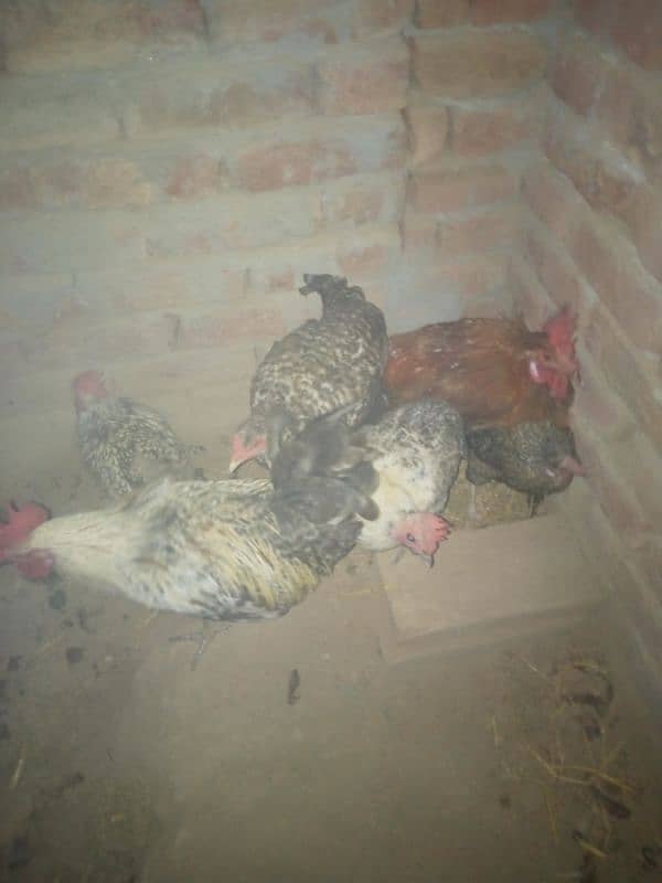 ghr k pale goldn misri asil hens or eggs fr sale 0/3/0/4/0/7/8/6/8/9/3 0