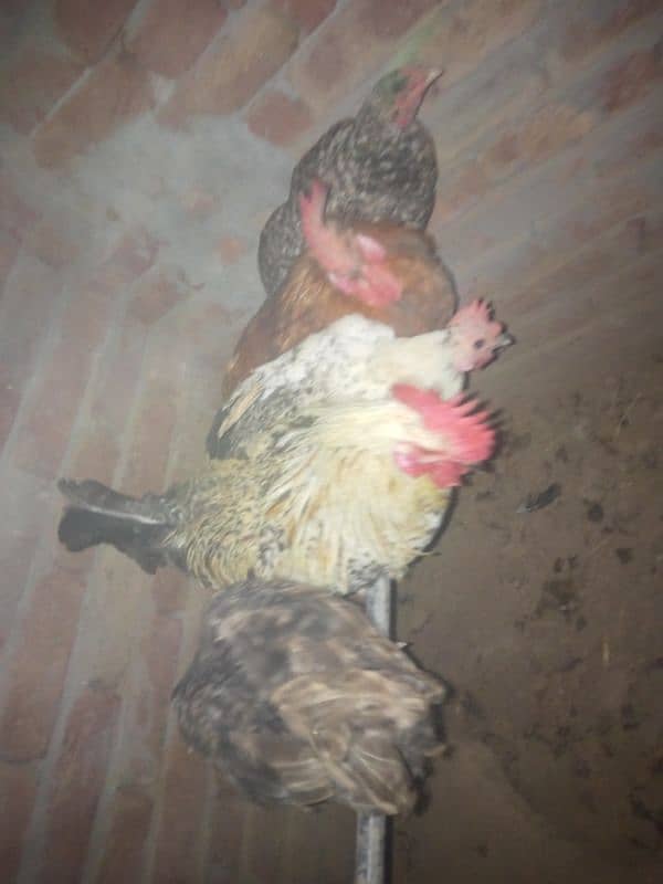 ghr k pale goldn misri asil hens or eggs fr sale 0/3/0/4/0/7/8/6/8/9/3 1