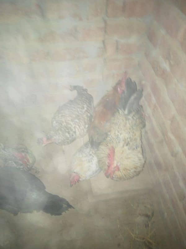 ghr k pale goldn misri asil hens or eggs fr sale 0/3/0/4/0/7/8/6/8/9/3 2