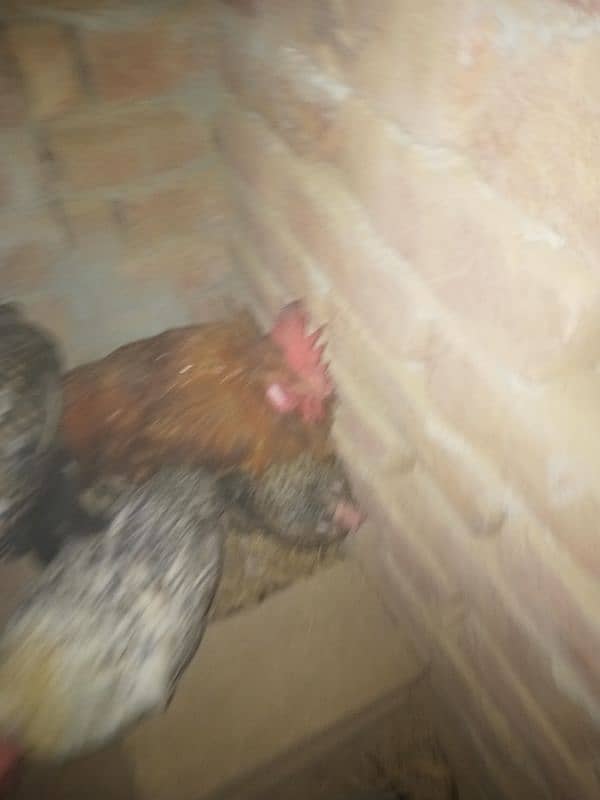 ghr k pale goldn misri asil hens or eggs fr sale 0/3/0/4/0/7/8/6/8/9/3 3