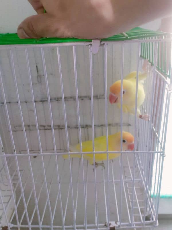 love birds breeder and bonded Pairs 11