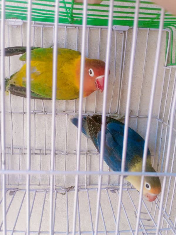 love birds breeder and bonded Pairs 12