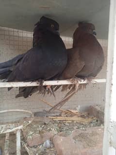 black female and brown male