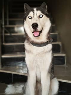 Siberian Husky(blue eyes and friendly)