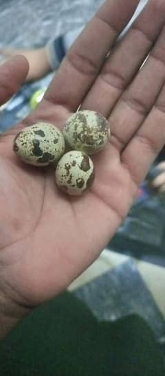 Quail/Btair Fertile eggs and chicks