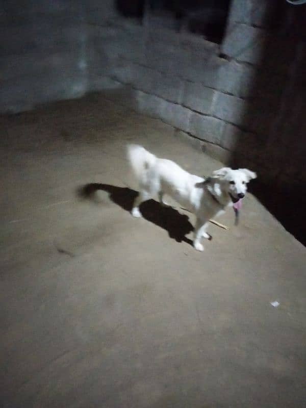 I want to sale dog 7months old 1