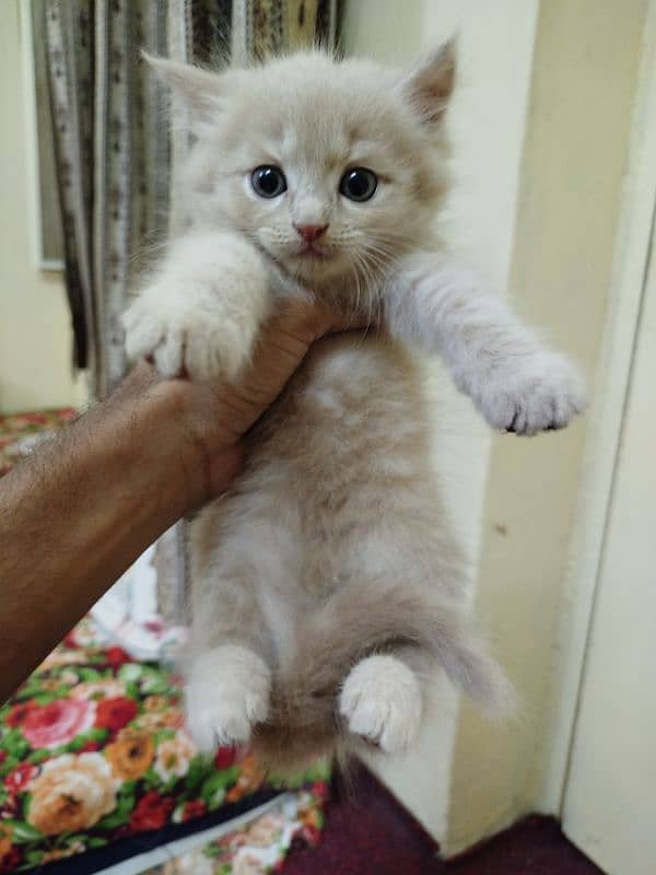 I'm selling my Persian male kittens 0