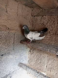 pigeon