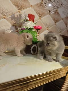 Persian kitten tripple coat urgent for sale