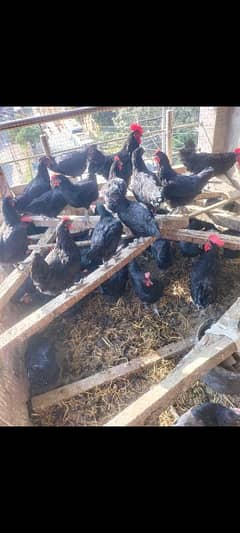 black Australorp fertile egs available per eggs 40 rupees